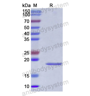 中和抗體-Human CX3CL1/Fractalkine (Iv0091) VHF68001,CX3CL1/Fractalkine