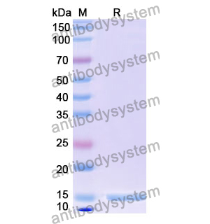 抗 Human ACTB/β-actin/Beta Actin 纳米抗体 (SAA1234)(RHF37502),Anti-Human ACTB/β-actin/Beta Actin Nanobody (SAA1234)