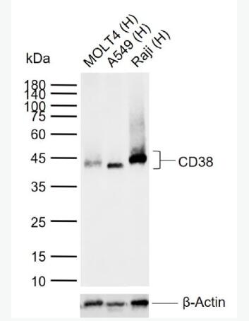 Anti-CD38 antibody-CD38重组兔单抗,CD38