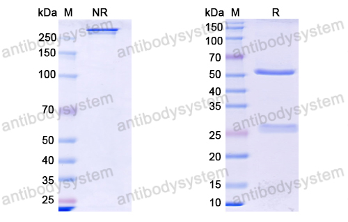 抗体 human CD146/MUC18 单克隆抗体,Research Grade Abx-Ma1(DHE39702)
