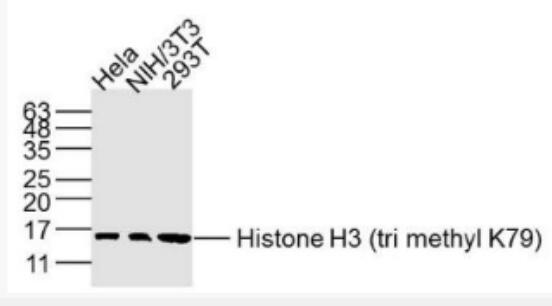 Anti-Histone H3 (tri methyl K79) antibody-甲基化組蛋白H3(Tri methyl K79)單克隆抗體,Histone H3 (tri methyl K79)