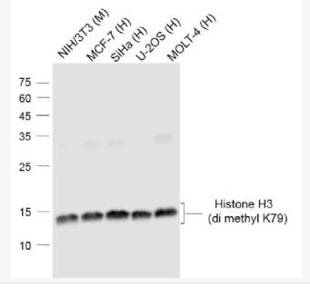 Anti-Histone H3(di methyl K79) antibody-甲基化组蛋白H3(di methyl K79)单克隆抗体,Histone H3(di methyl K79)