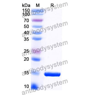 抗 Escherichia coli trxA/Thioredoxin 纳米抗体 (SAA1139)(RXX04401),Anti-Escherichia coli trxA/Thioredoxin Nanobody (SAA1139)