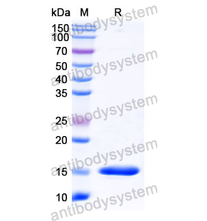 抗 Human CHRM2 纳米抗体 (SAA0920)(RHC30702),Anti-Human CHRM2 Nanobody (SAA0920)