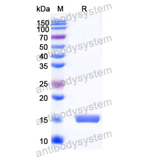 抗 Human CHRM2 纳米抗体 (SAA1214)(RHC30701),Anti-Human CHRM2 Nanobody (SAA1214)