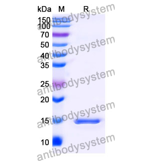 抗 Human TNFa/TNF-alpha 纳米抗体 (SAA1163)(RHB94403),Anti-Human TNFa/TNF-alpha Nanobody (SAA1163)