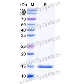 抗 Human SERPINE1/PAI-1 納米抗體 (SAA1079)(RHC13904),Anti-Human SERPINE1/PAI-1 Nanobody (SAA1079)