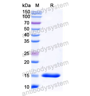 抗 Human SERPINE1/PAI-1 納米抗體 (SAA1098)(RHC13905),Anti-Human SERPINE1/PAI-1 Nanobody (SAA1098)