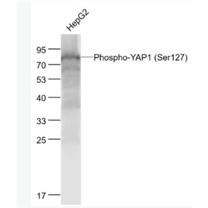 Anti-Phospho-YAP1 (Ser127) antibody-磷酸化原癌基因Yes相关蛋白1重组兔单抗