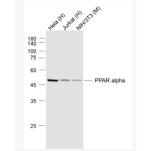 Anti-PPAR alpha antibody-α型-过氧化酶活化增生受体单克隆抗体,PPAR alpha