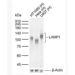 Anti-LAMP1 antibody-溶酶体相关膜蛋白1（CD107）单克隆抗体