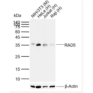 Anti-RAD51 antibody-Rad51单克隆抗体