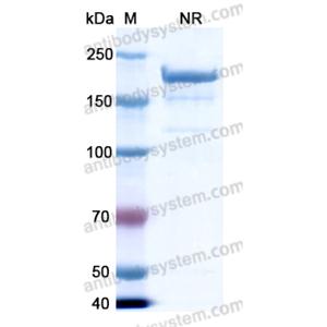 那普妥莫单抗,Research Grade Naptumomab(DHG62601)