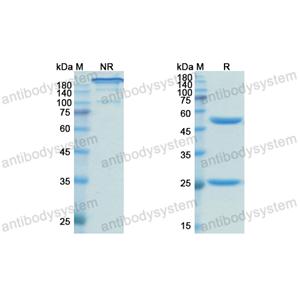Research Grade Obinutuzumab(DHC90704)