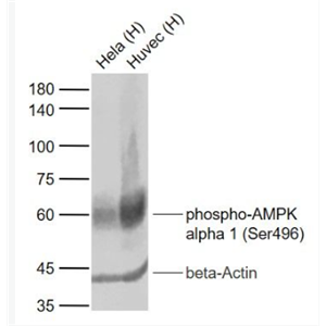 Anti-phospho-AMPK alpha 1 (Ser496) antibody-磷酸化腺苷单磷酸活化蛋白激酶α1重组兔单抗