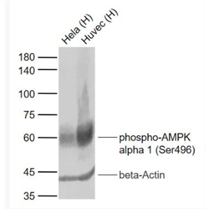 Anti-phospho-AMPK alpha 1 (Ser496) antibody-磷酸化腺苷單磷酸活化蛋白激酶α1重組兔單抗