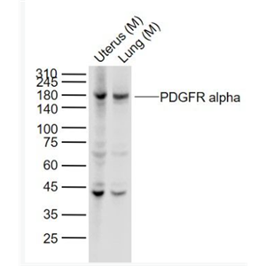 Anti-PDGFR alphaantibody-PDGFRα重组兔单抗
