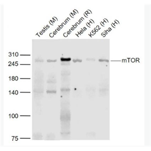 Anti-mTOR  antibody-雷帕霉素靶蛋白重组兔单抗