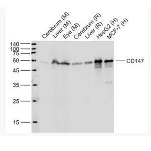 Anti-CD147 antibody-CD147重组兔单抗,CD147