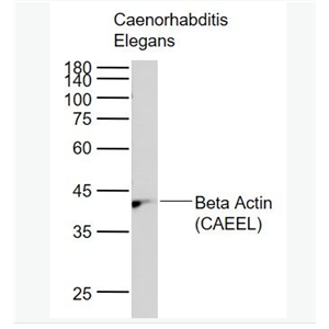 Anti-Beta Actin (CAEEL,Loading Control) antibody-线虫肌动蛋白（内参）抗体,Beta Actin (CAEEL,Loading Control)