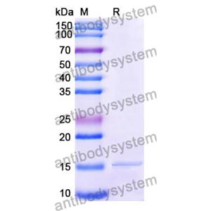 Anti-Human CD66c/CEACAM6 Nanobody (SAA1208)