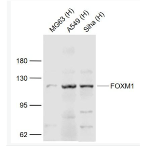 Anti-FOXM1 antibody-叉頭蛋白M1抗體