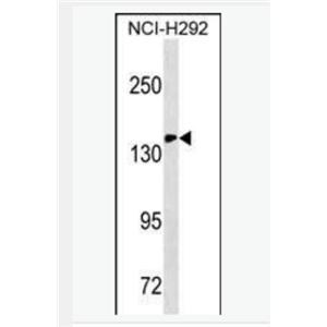 Anti-CD11c antibody-整合素αX单克隆抗体