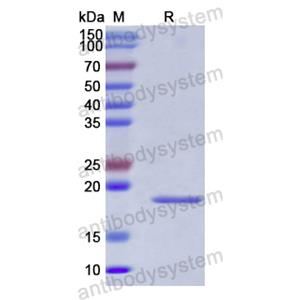 中和抗体-Human CX3CL1/Fractalkine (Iv0091) VHF68001