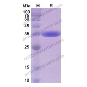 流式抗体：Human CD324/CDH1 Antibody (SAA0269) FHC95220,CD324/CDH1
