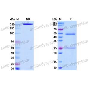 抗体：Vaccinia virus(VACV) A33R Antibody (A27D7) RVV14201