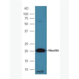Anti-Neuritin  antibody-转化神经突起蛋白抗体