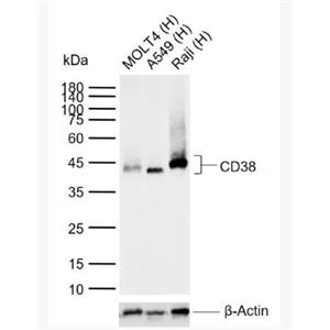 Anti-CD38 antibody-CD38重组兔单抗