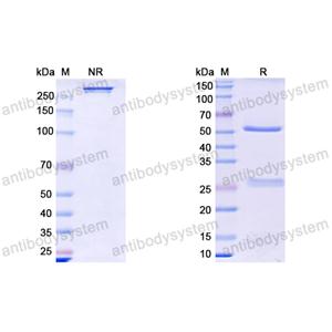 Research Grade Abx-Ma1(DHE39702)