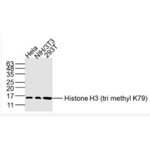 Anti-Histone H3 (tri methyl K79) antibody-甲基化组蛋白H3(Tri methyl K79)单克隆抗体
