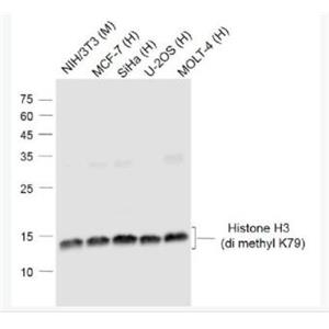 Anti-Histone H3(di methyl K79) antibody-甲基化组蛋白H3(di methyl K79)单克隆抗体