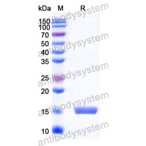 抗 Human CHRM2 纳米抗体 (SAA1214)(RHC30701),Anti-Human CHRM2 Nanobody (SAA1214)