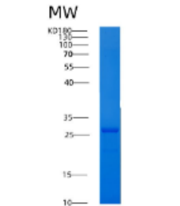 Recombinant Human 14-3-3 ?/YWHAS Protein,Recombinant Human 14-3-3 ?/YWHAS Protein