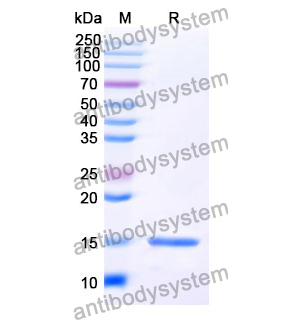 抗 SARS-CoV-2 S Protein 纳米抗体 (SAA1066)(RVV00155),Anti-SARS-CoV-2 S Protein Nanobody (SAA1066)