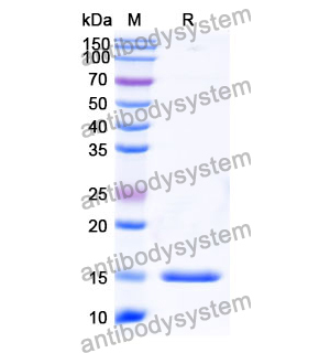 抗 Human CD71/TFRC 納米抗體 (SAA1205)(RHC02001),Anti-Human CD71/TFRC Nanobody (SAA1205)