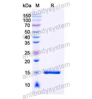 抗 Human GSN 納米抗體 (SAA1011)(RHC19804),Anti-Human GSN Nanobody (SAA1011)