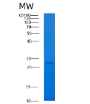 Recombinant Human 14-3-3 γ/YWHAG Protein,Recombinant Human 14-3-3 γ/YWHAG Protein