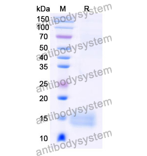 抗 Human LRP6 纳米抗体 (SAA0903)(RHB25302),Anti-Human LRP6 Nanobody (SAA0903)