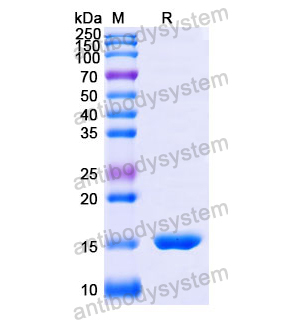 抗 Human CD273/PD-L2/PDCD1LG2 纳米抗体 (SAA1281)(RHJ48501),Anti-Human CD273/PD-L2/PDCD1LG2 Nanobody (SAA1281)