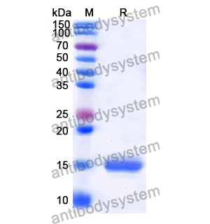 抗 Human CFP/Properdin 纳米抗体 (SAA1320)(RHD75602),Anti-Human CFP/Properdin Nanobody (SAA1320)