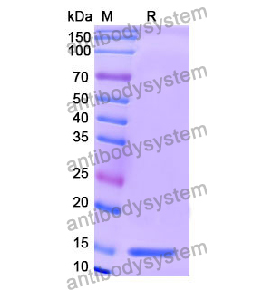 抗 Human BACE1 纳米抗体 (SAA1336)(RHF19602),Anti-Human BACE1 Nanobody (SAA1336)