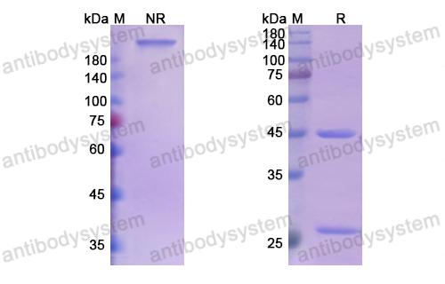 Research Grade SYN-005-11E6  (DXX03601)