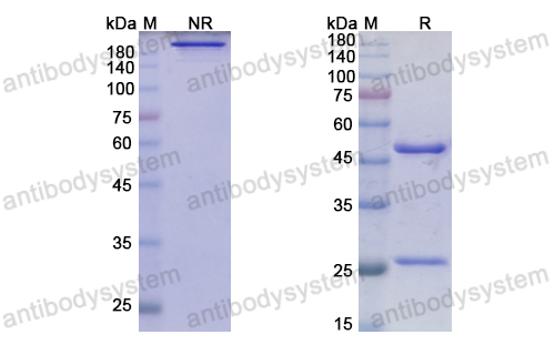 Research Grade Immurait-Ll2Mab  (DHD38505)