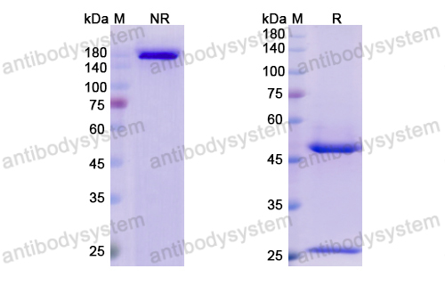 Research Grade Surzebiclimab  (DHJ28403)