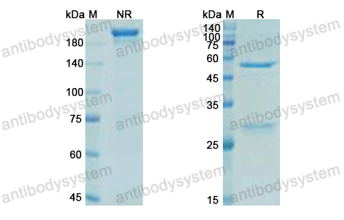 Research Grade Zuberitamab  (DHC90719)