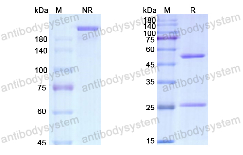 Research Grade Zimbirelimab  (DHH02229)